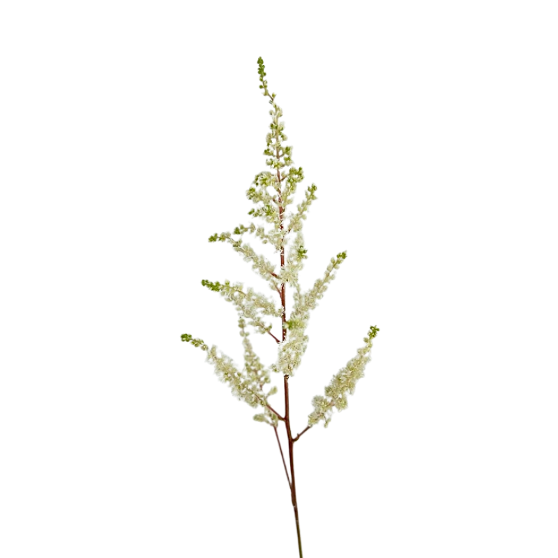 Astilbe White (10 Stems)