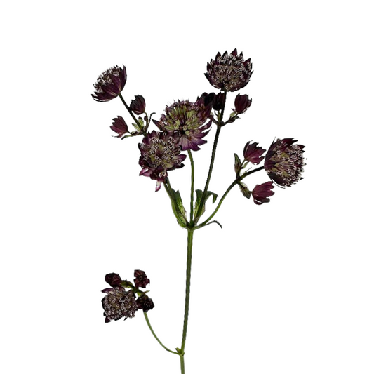 Astrantia Burgundy