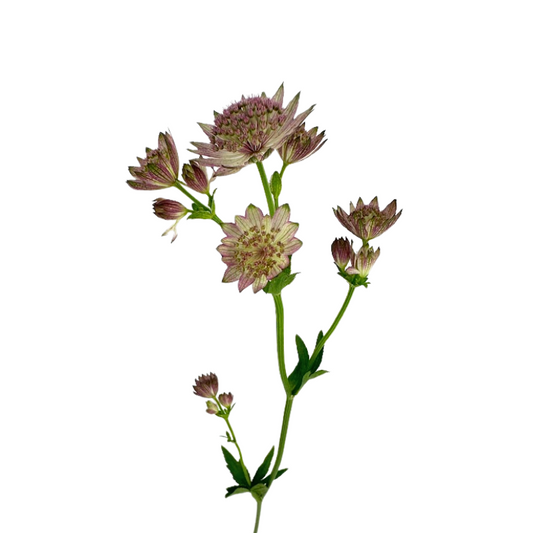 Astrantia Pink