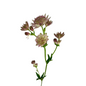 Astrantia Pink (10 stem bunch)
