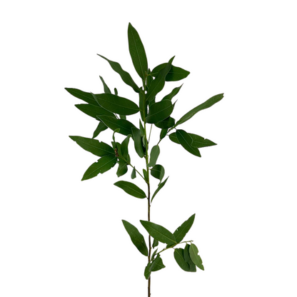 BAY LEAF
