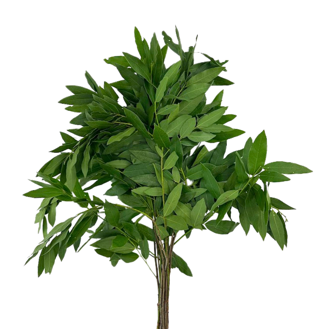 BAY LEAF