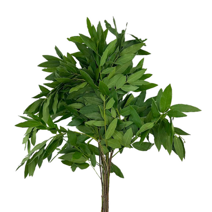 BAY LEAF