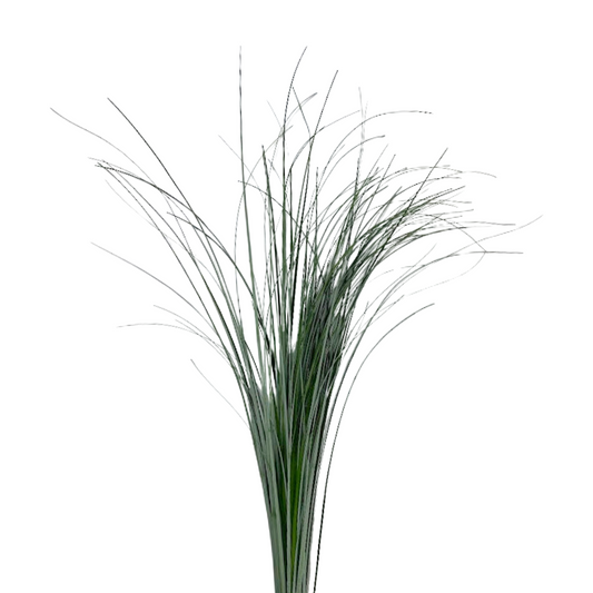 BEAR GRASS
