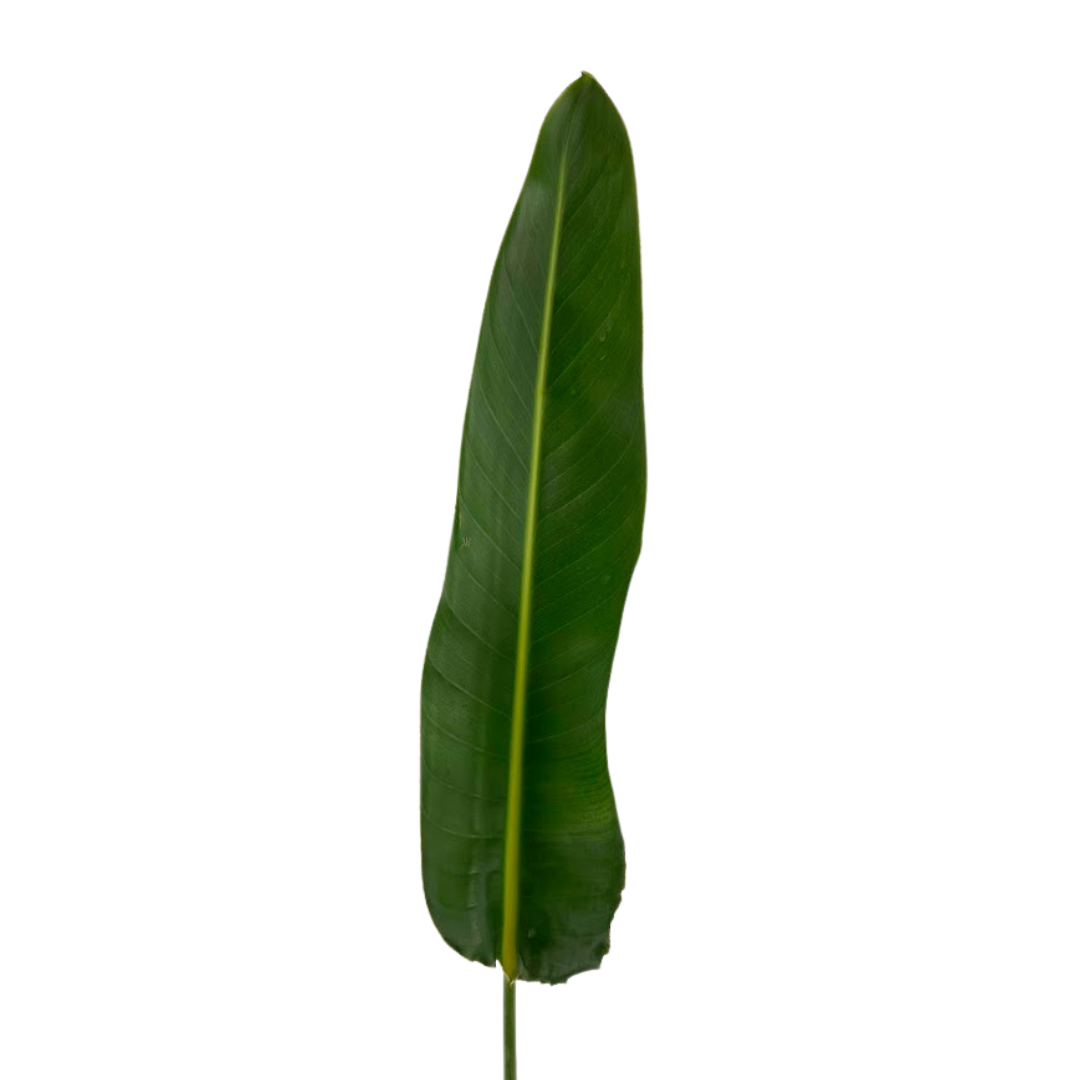 BIRD OF PARADISE LEAF