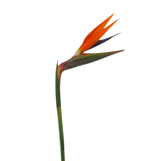 BIRD OF PARADISE
