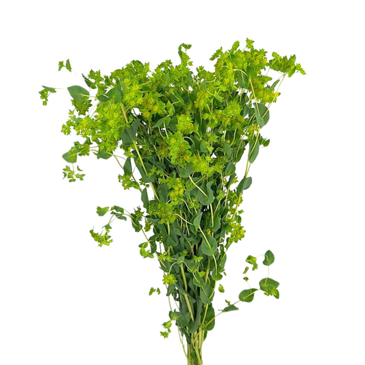Bupleurum