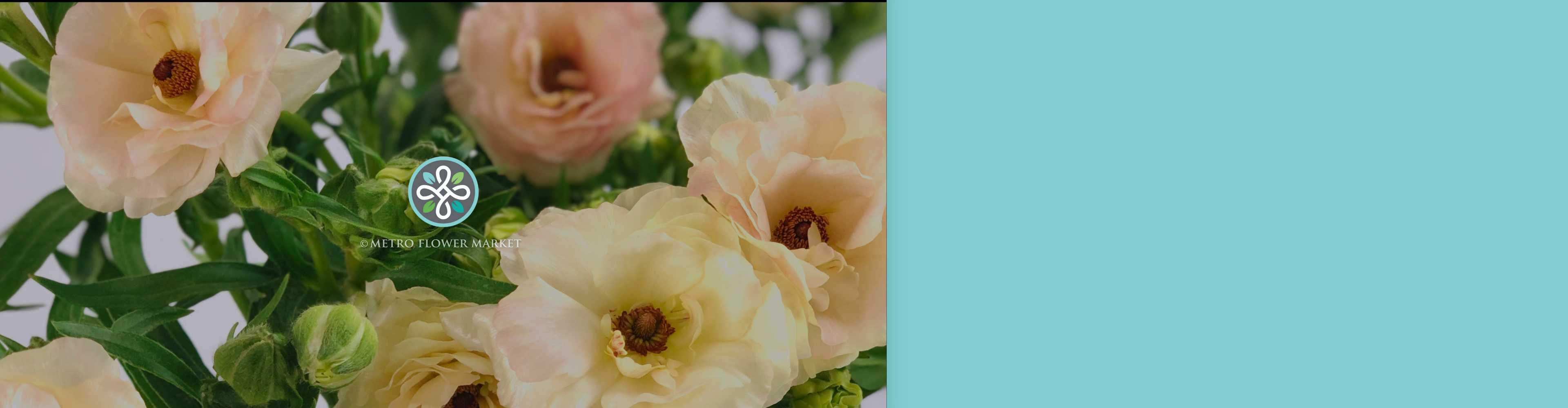 Closeup shot of peachy cream butterfly ranunculus on a plain white background.