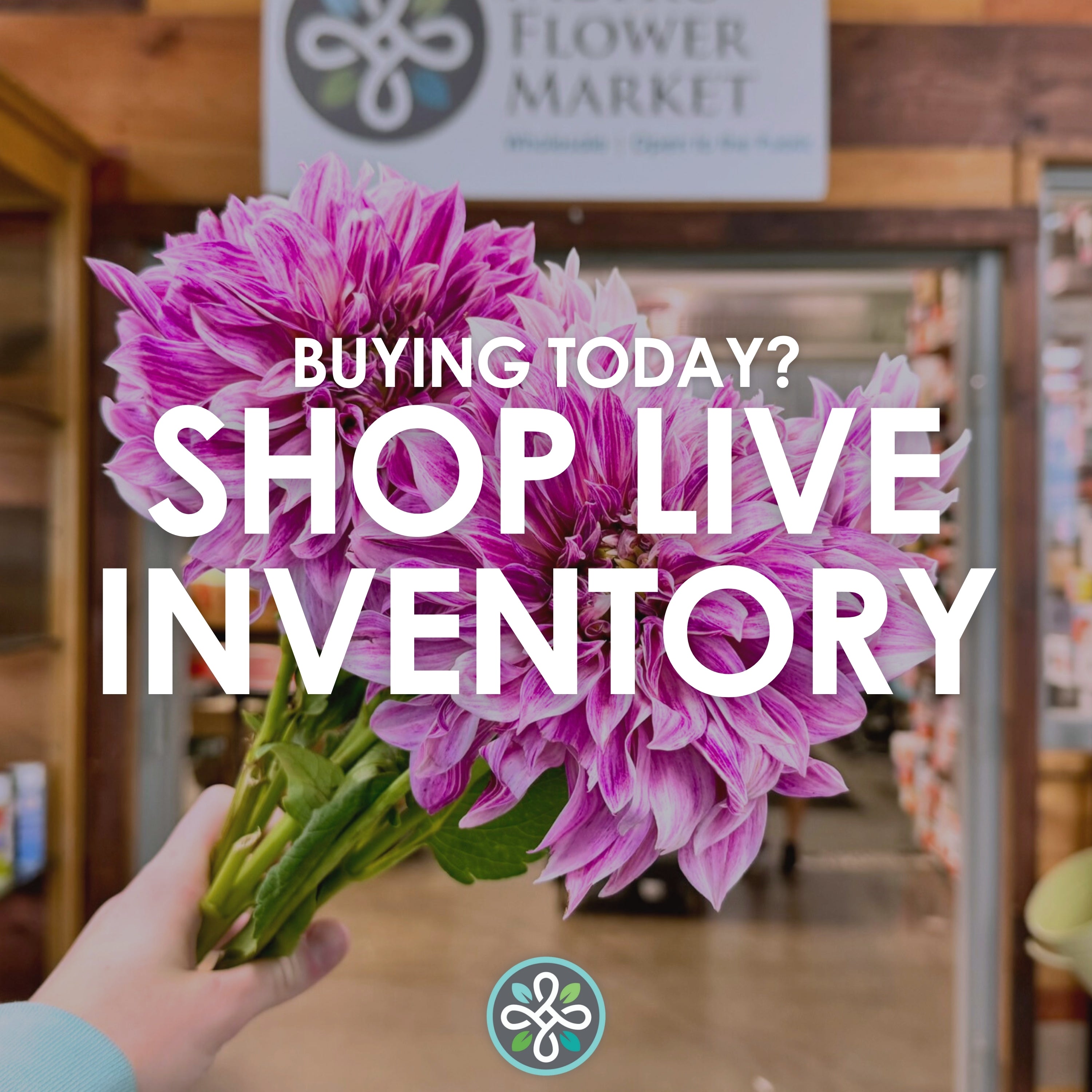 A hand holding a 5 stem bunch of pink dahlias with a Metro Flower Market sign in background. Text overlay reads "Buying today? Shop live inventory"