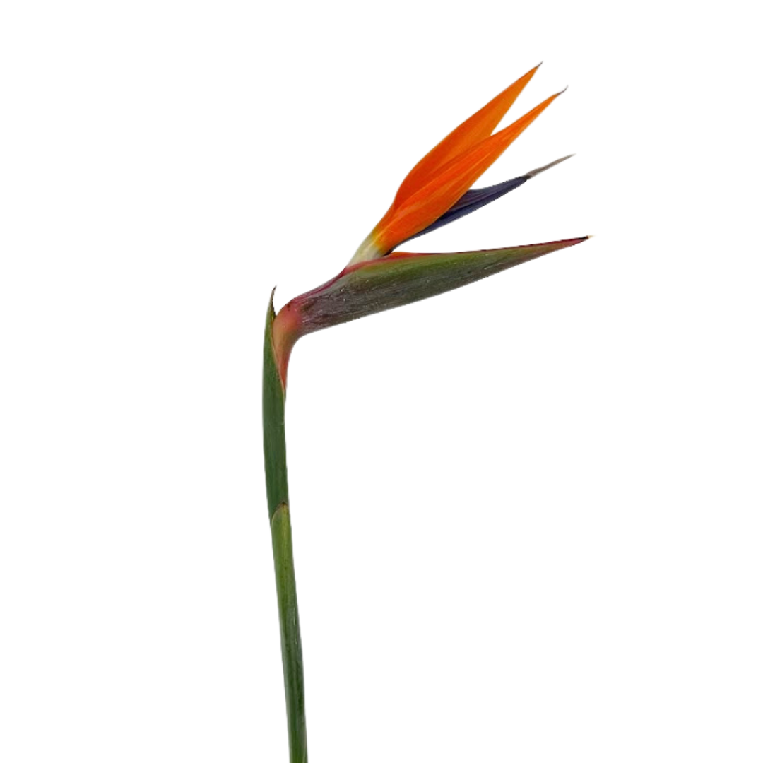 Birds of Paradise (5 stems)