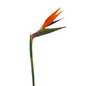 BIRDS OF PARADISE (5 STEM BUNCH)