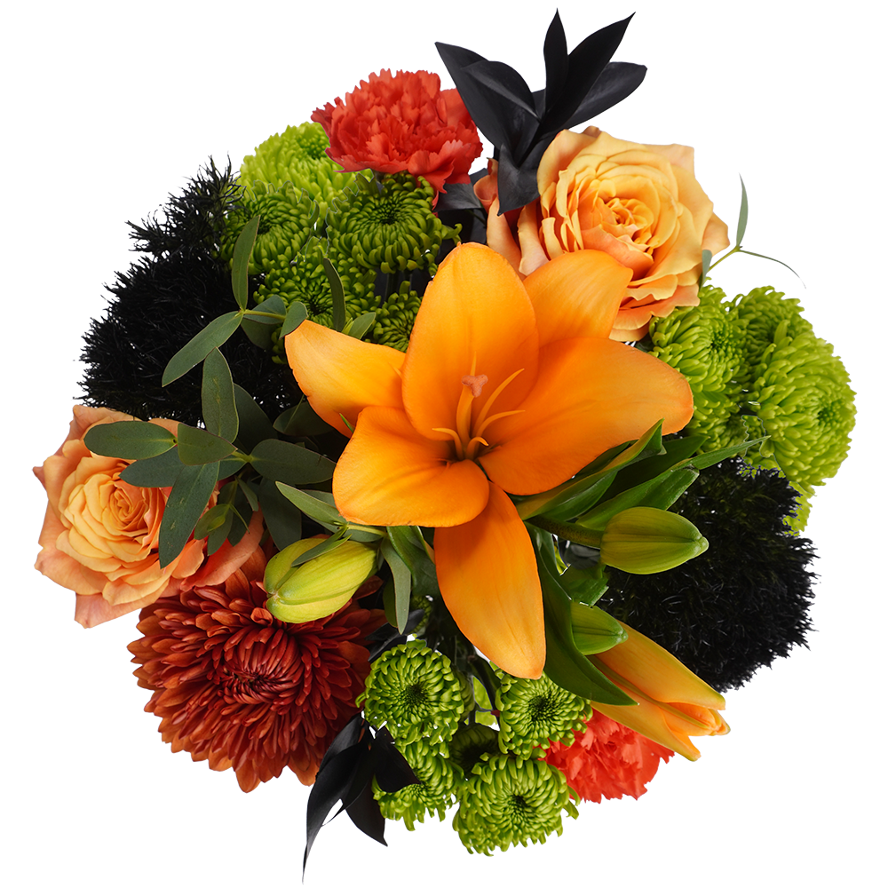 Black Cat – Mysterious and Modern