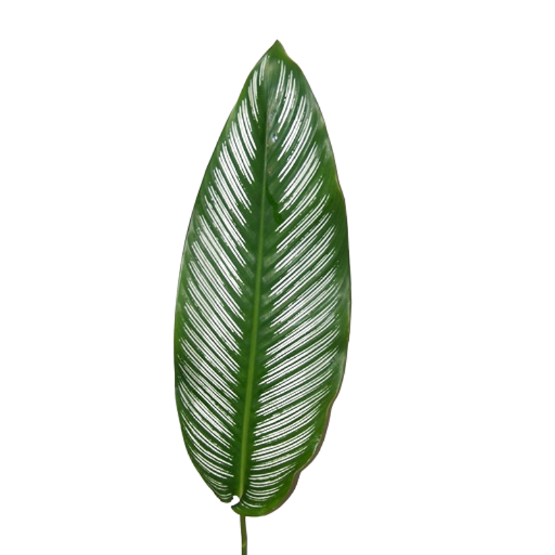 CALATHEA LEAF