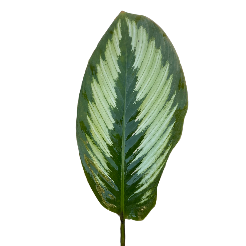 CALATHEA LEAF