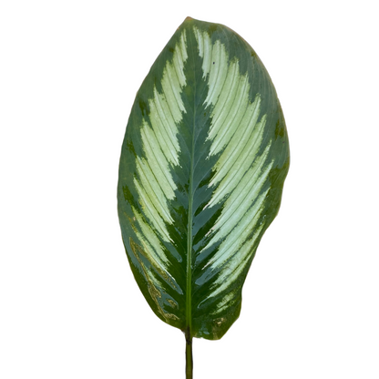 CALATHEA LEAF