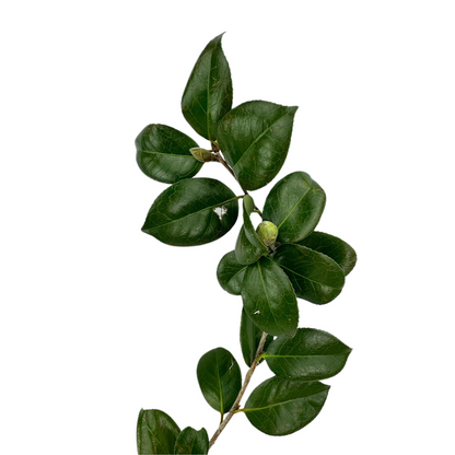 Camelia Foliage