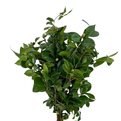 Camelia Foliage