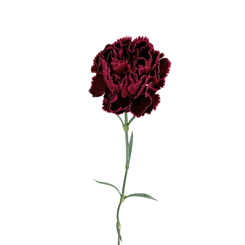 Carnation, Bicolor