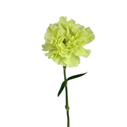 Carnation