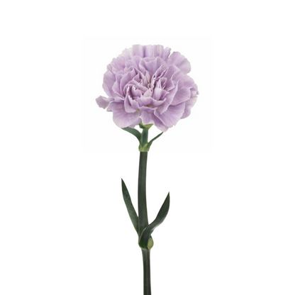 Carnation, Moon Series