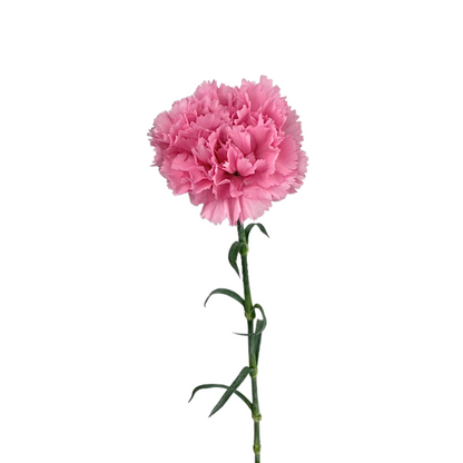 Carnation
