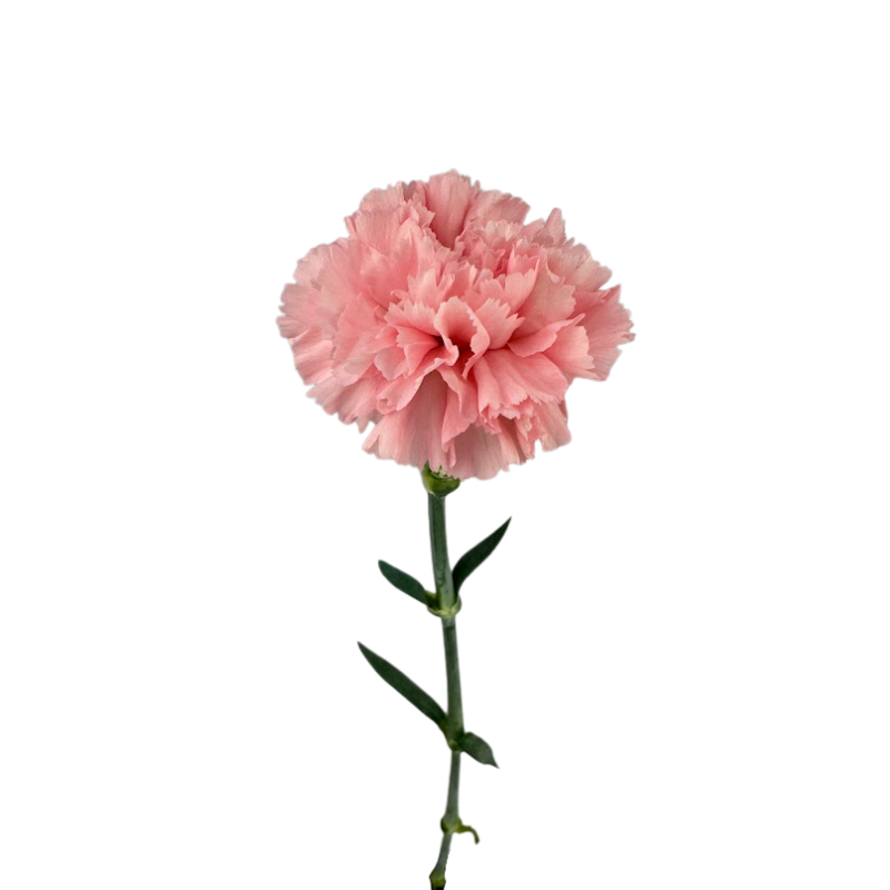 Carnation