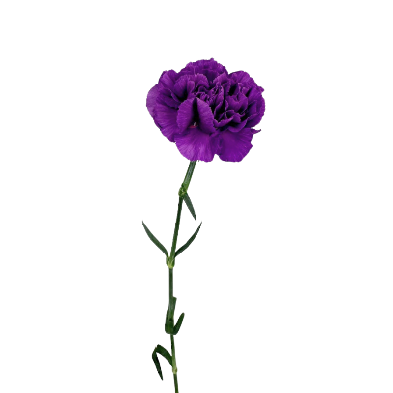 Carnation, Moon Series