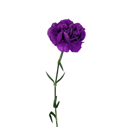 Carnation, Moon Series
