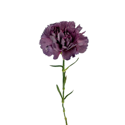 Carnation, Bicolor