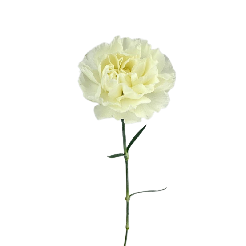 Carnation