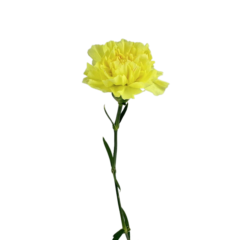 Carnation