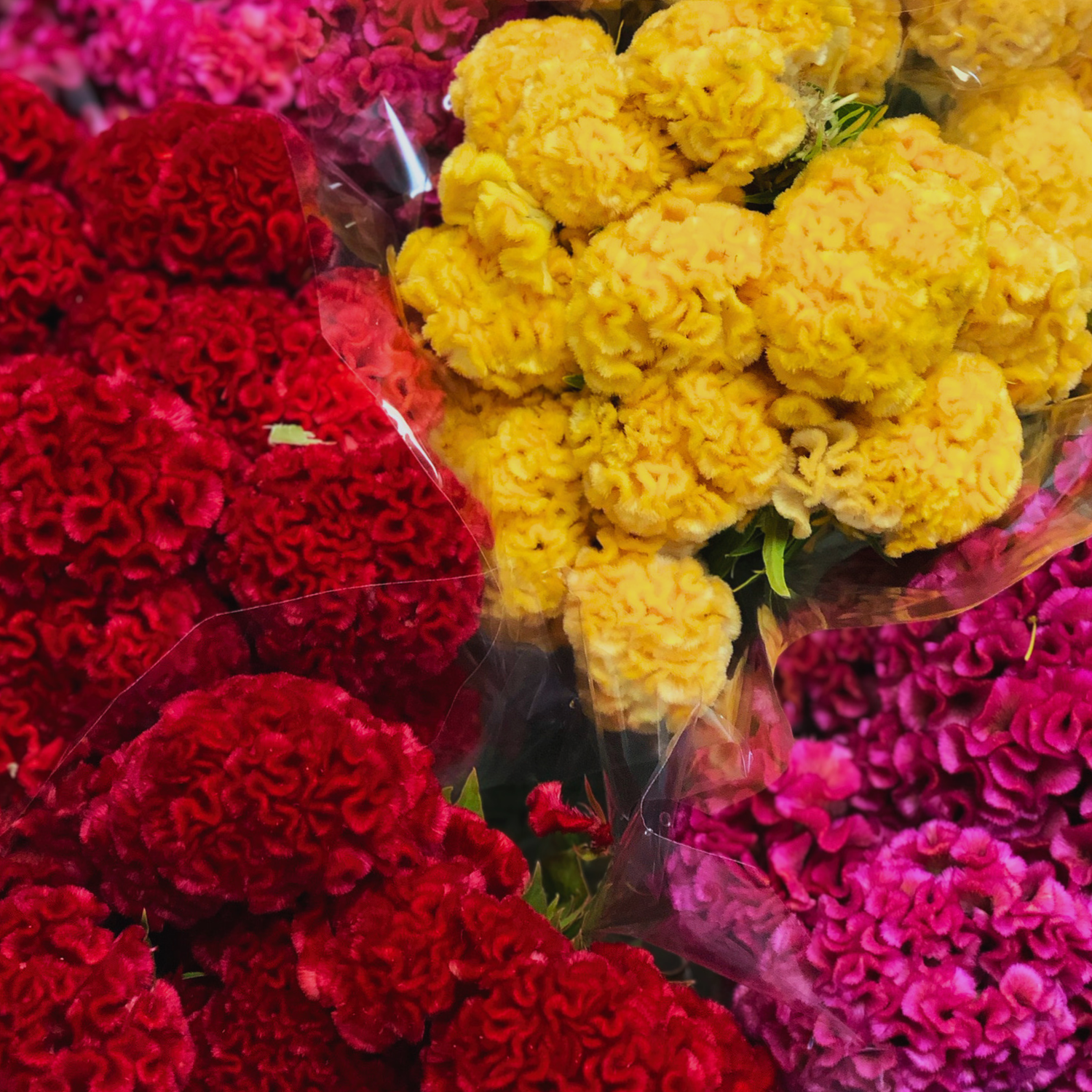 Aerial view of coxcomb celosia bunches in the cooler at Metro Flower Market.