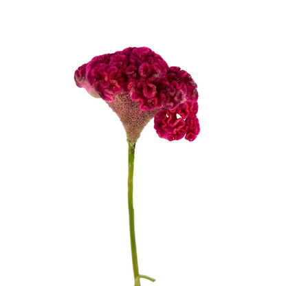 CELOSIA, COXCOMB