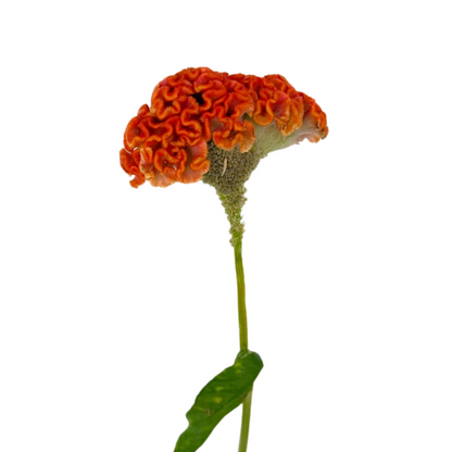 CELOSIA, COXCOMB