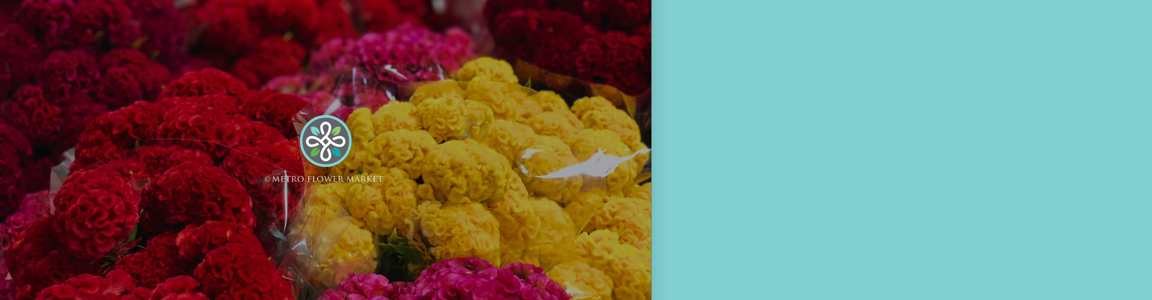 An overhead view of sleeved bunches of coxcomb celosia in red, yellow, pink, and burgundy.