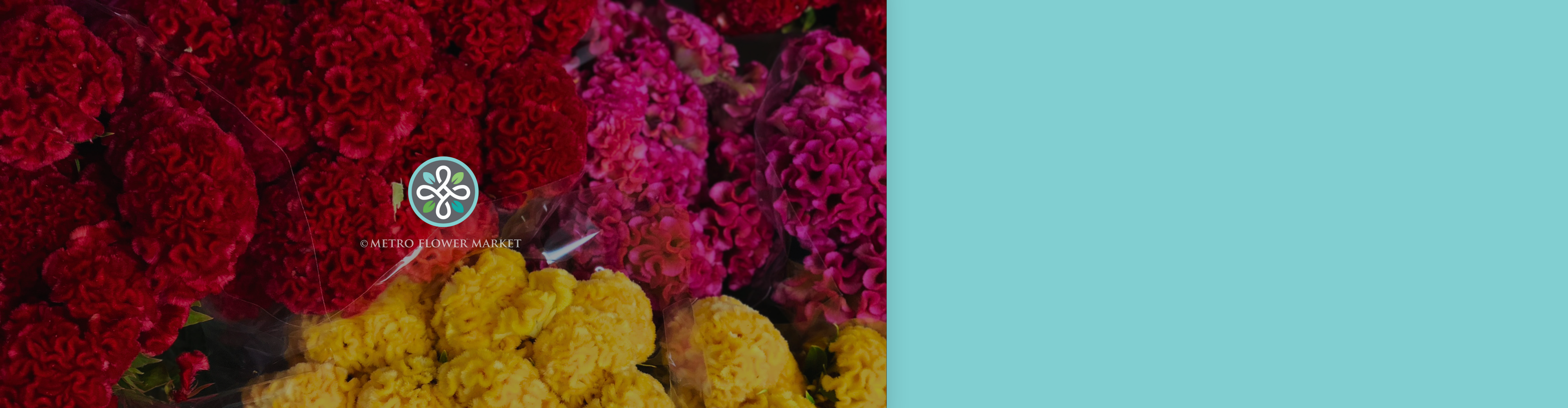 An aerial view of buckets of colorful coxcomb celosia in shades of red, hot pink, and yellow.