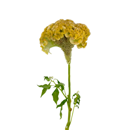 CELOSIA, COXCOMB