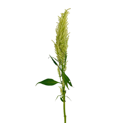 Celosia, Plume