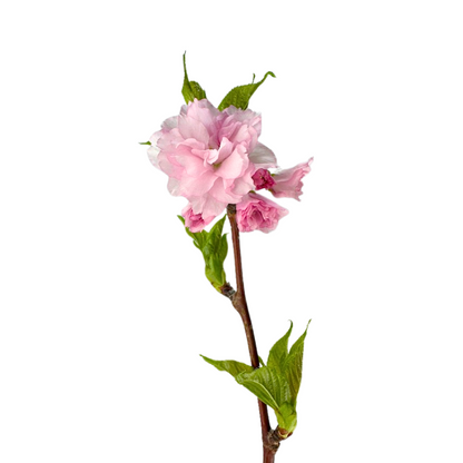 CHERRY BLOSSOM BRANCH