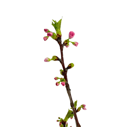 CHERRY BLOSSOM BRANCH