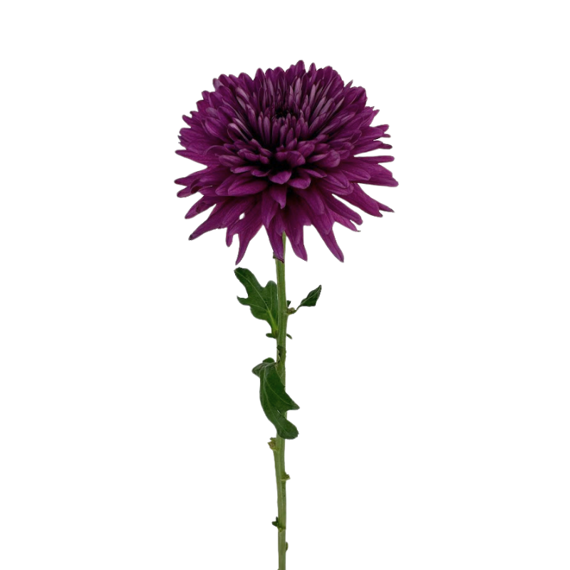 Chrysanthemum, Cremon