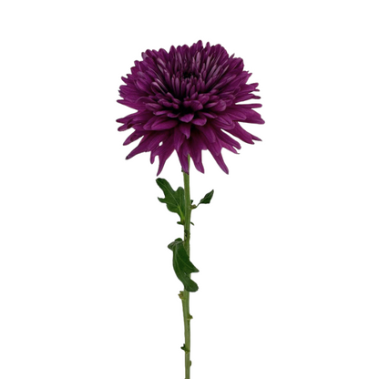 Chrysanthemum, Cremon