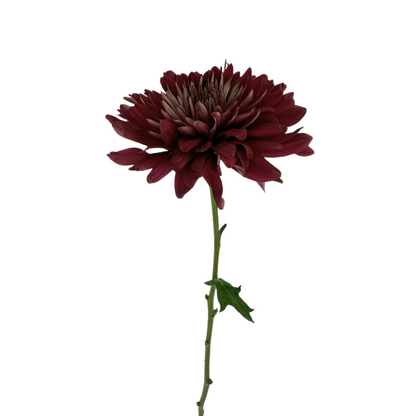 CHRYSANTHEMUM, DISBUD