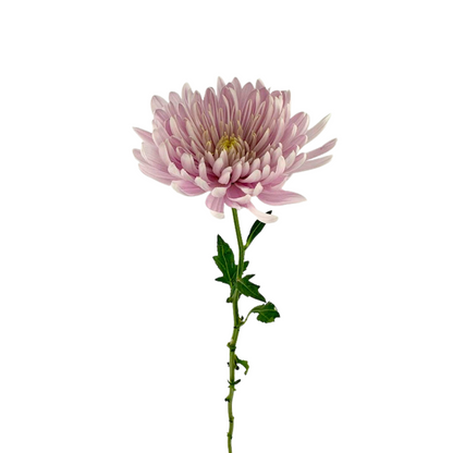 CHRYSANTHEMUM, DISBUD