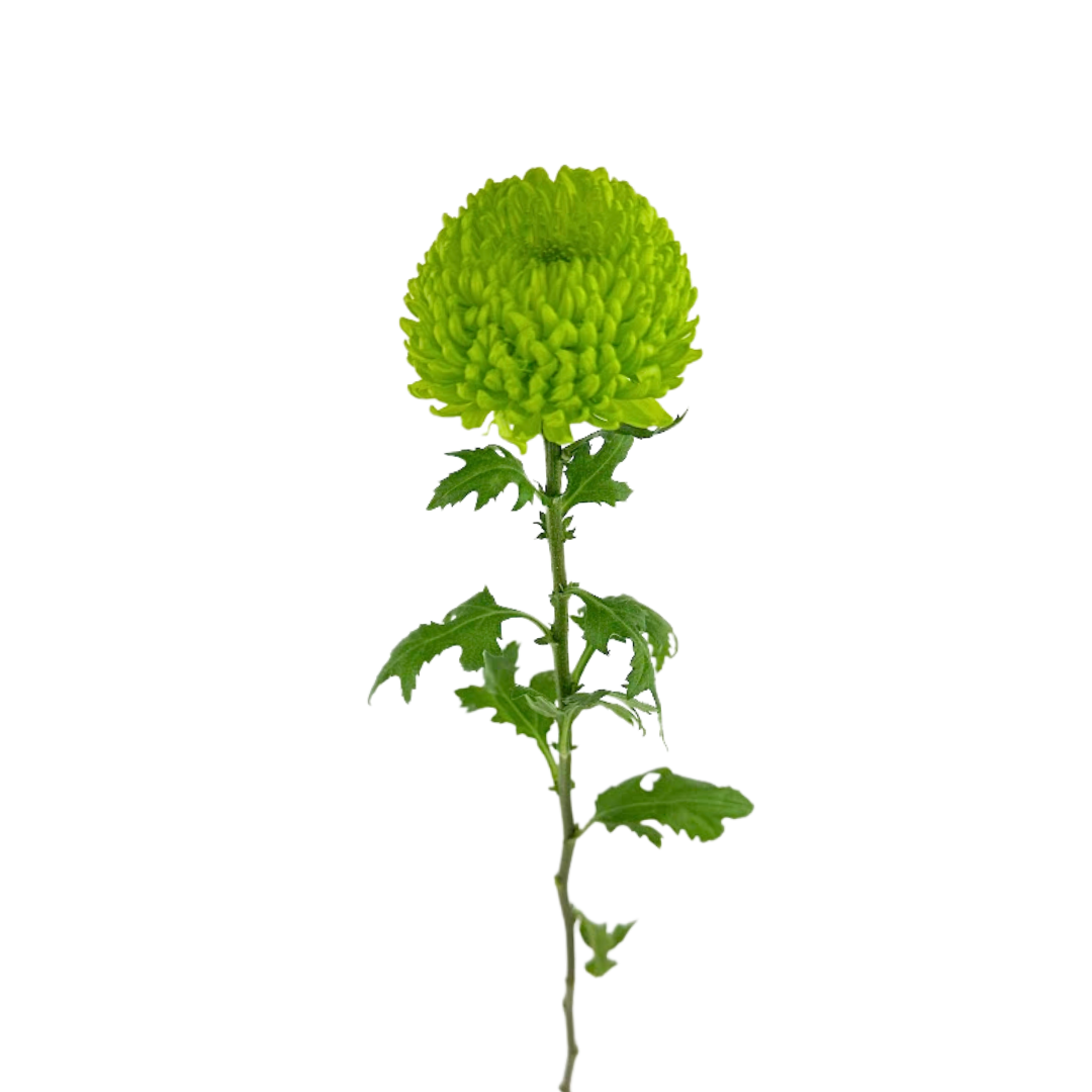 Chrysanthemum, Disbud