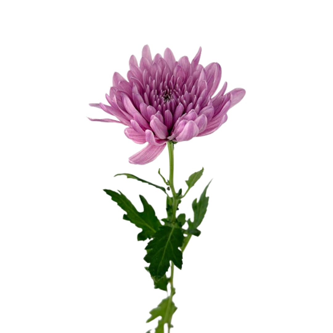 Chrysanthemum, Disbud