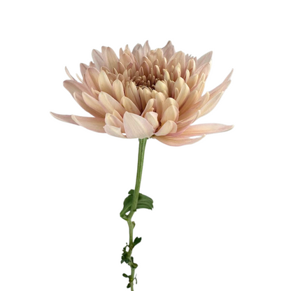 CHRYSANTHEMUM, DISBUD