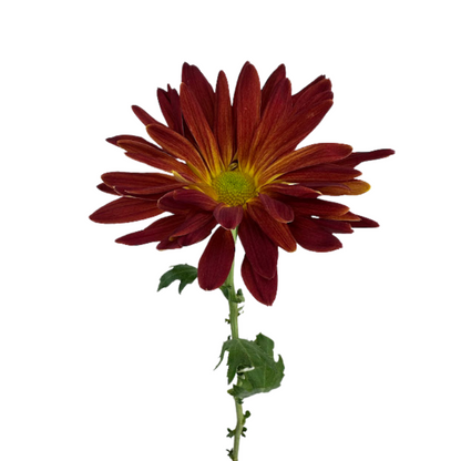 CHRYSANTHEMUM, DISBUD
