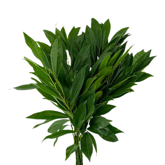 COCCULUS