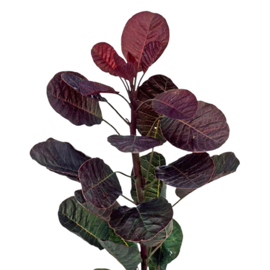 COTINUS
